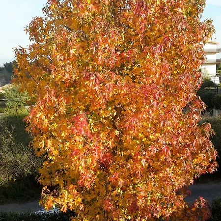Il Liquidambar